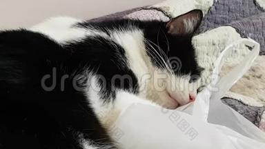 有趣的宠物。 黑白猫有梦.. 睡觉的时候咂嘴。 猫梦见牛奶